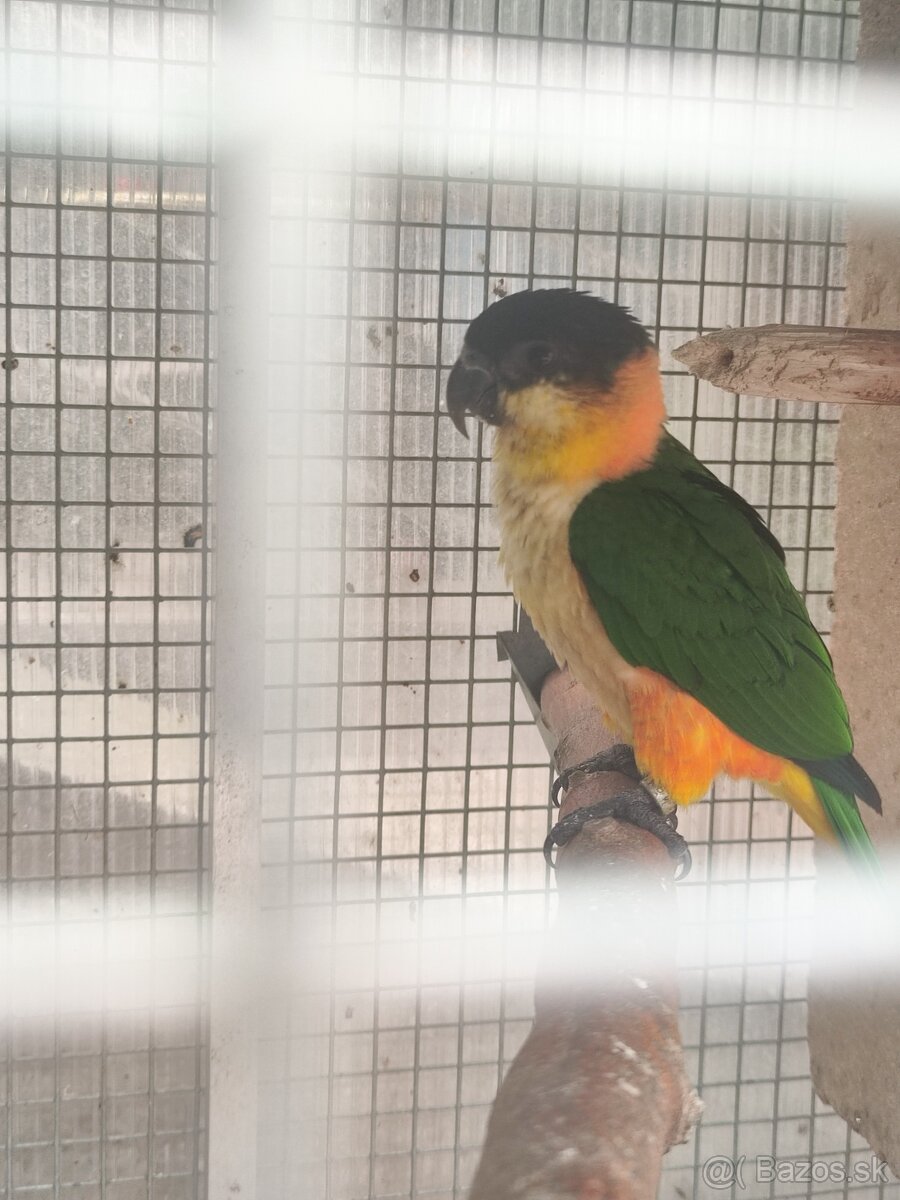 Amazónik čiernotemenný - mladý samec r. 2025