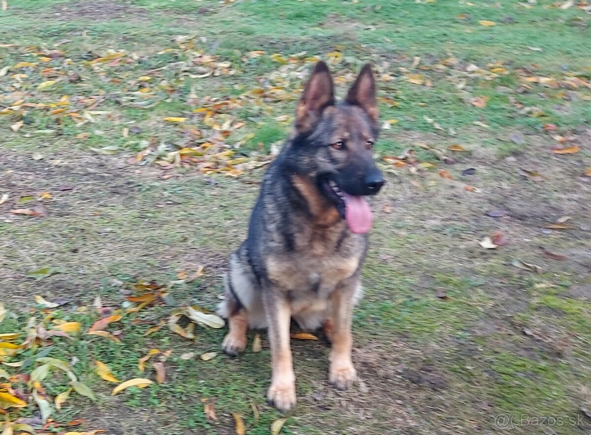 Nemecký Ovčiak fena