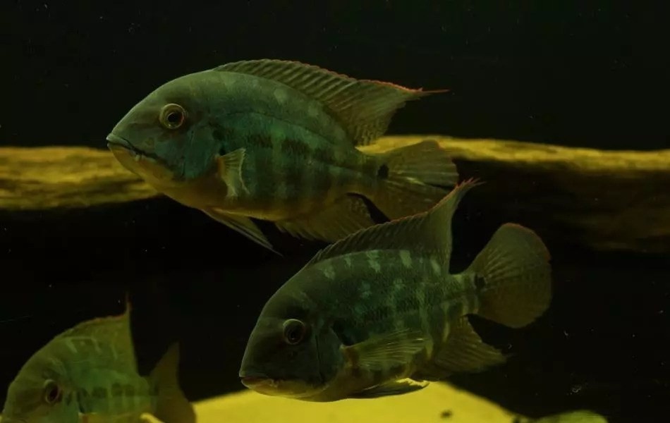 Hoplarchus psittacus wf 12cm/6ks