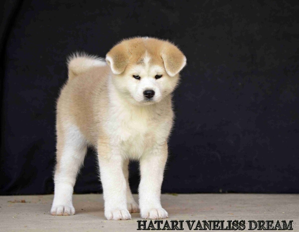 AKITA INU