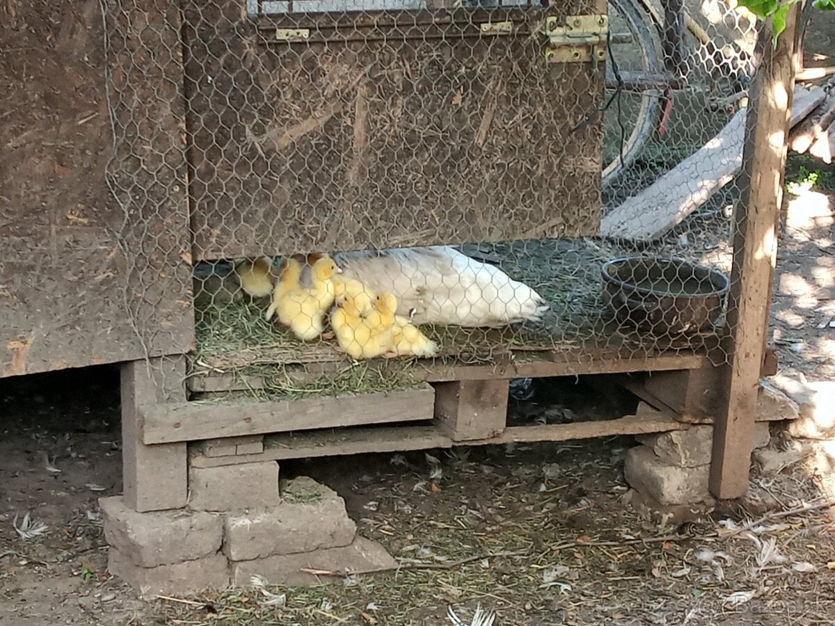 Predám Kačicu Pyžmovú + mladé a prípadne i káčera.