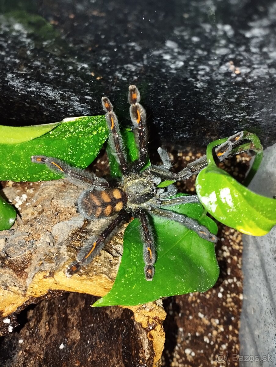 Predám P.Irminia s terarkom