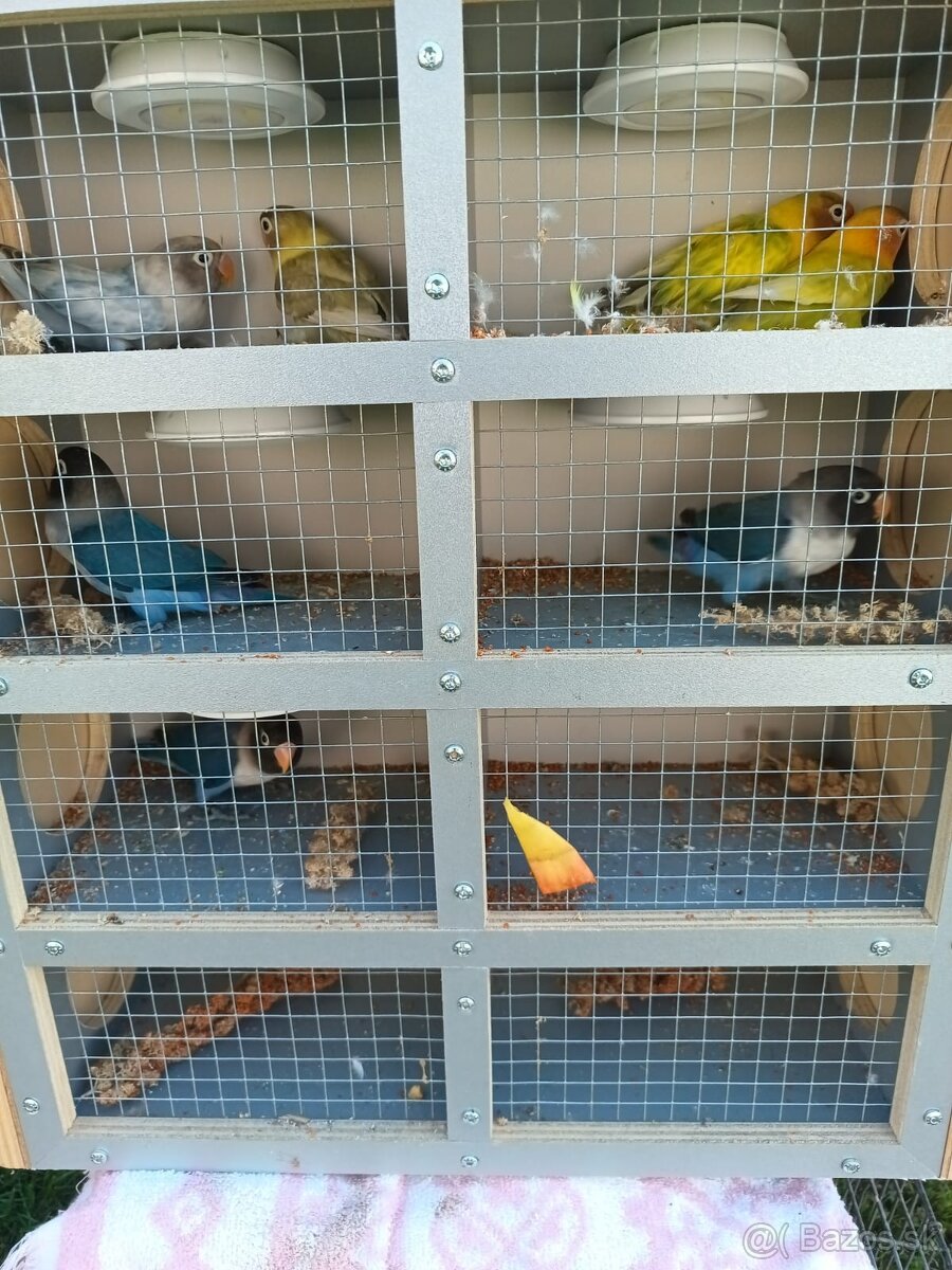 Agapornis škraboškový