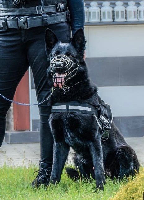 Nemecky ovčiak