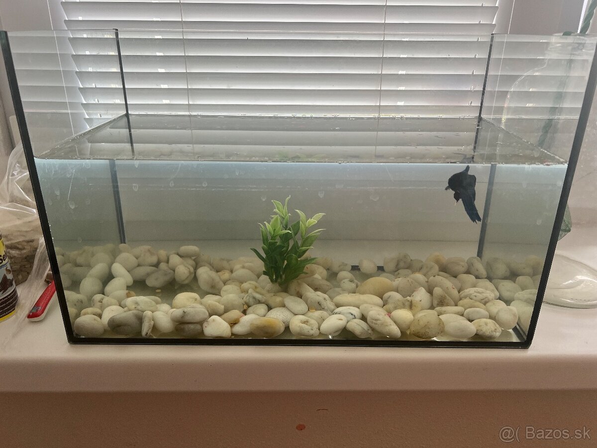 Rybicka bojovnica s akvariom