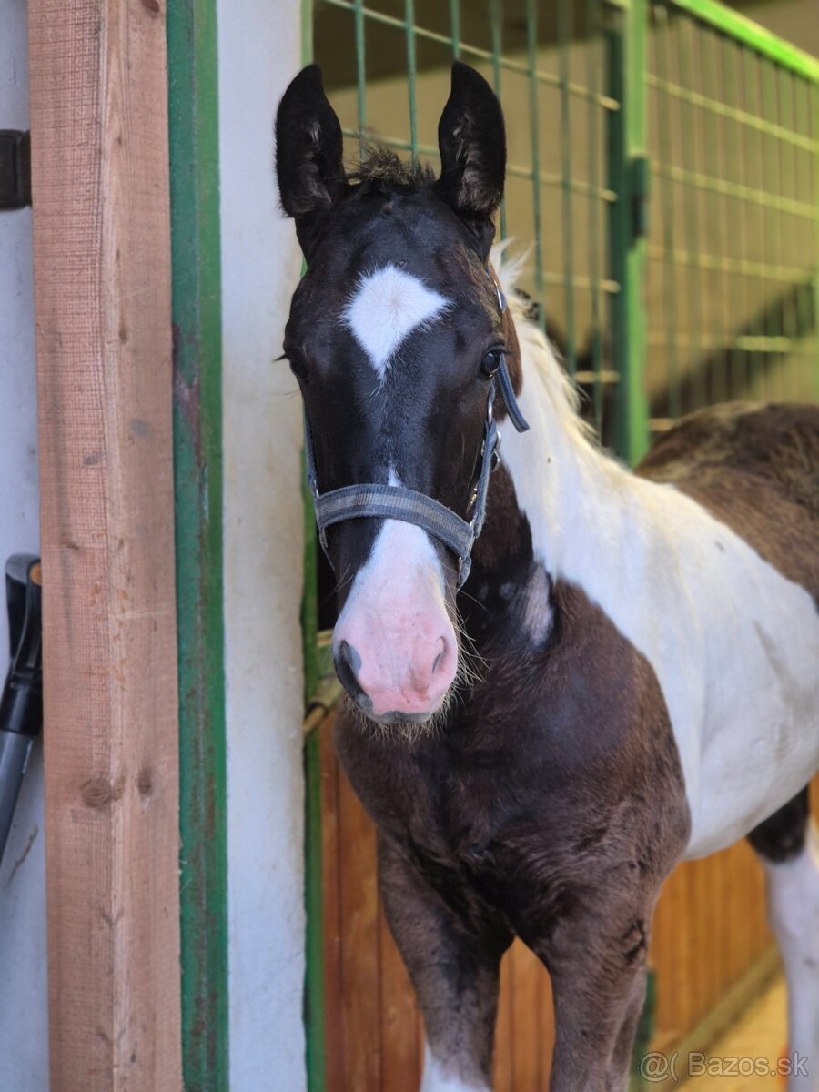 Barock pinto