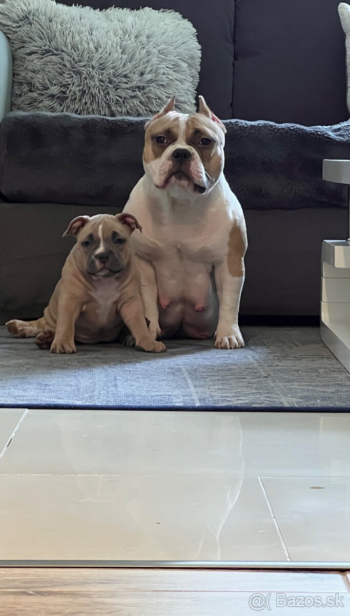 American Bully pocket
