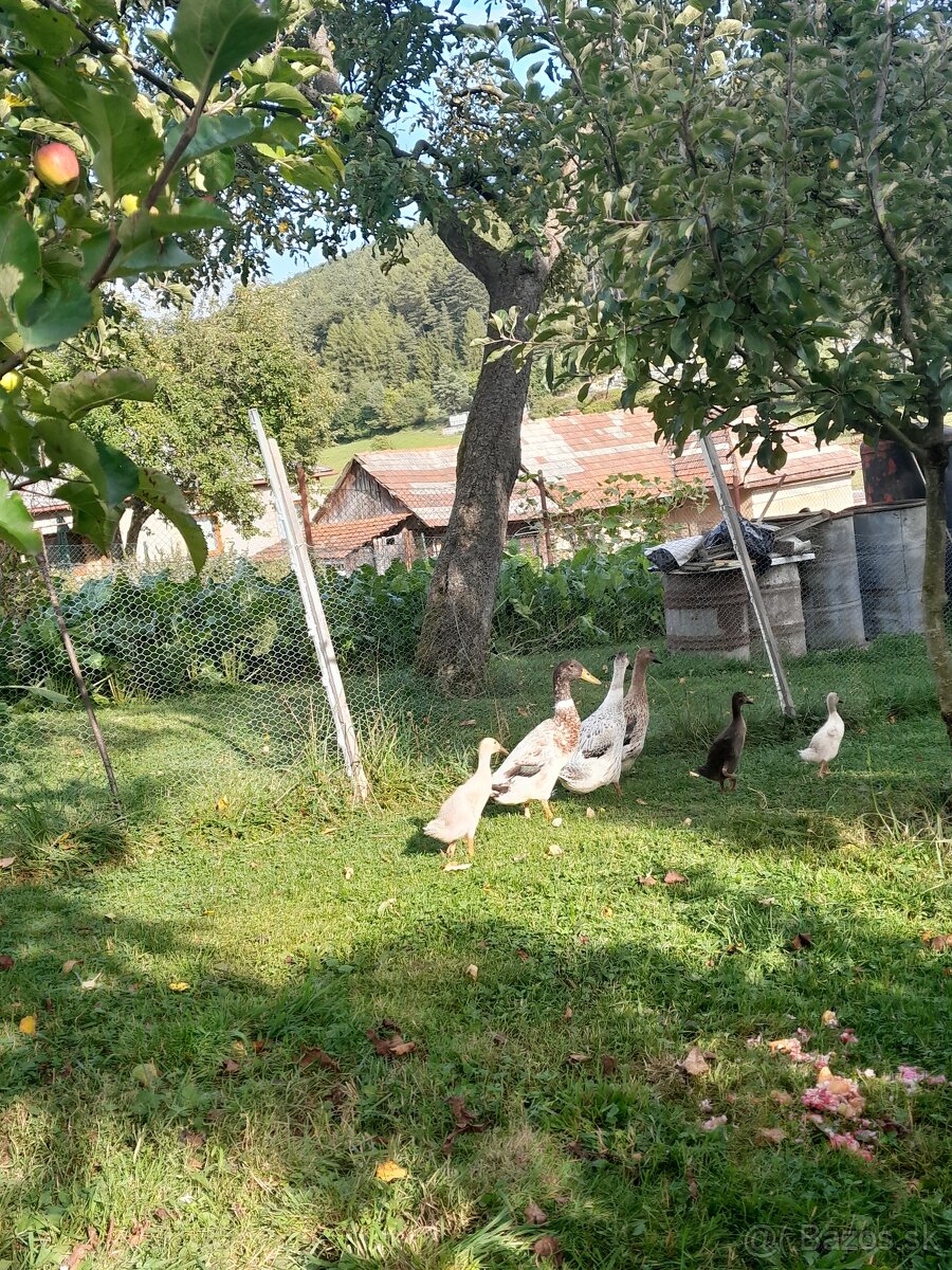 Indický bezec