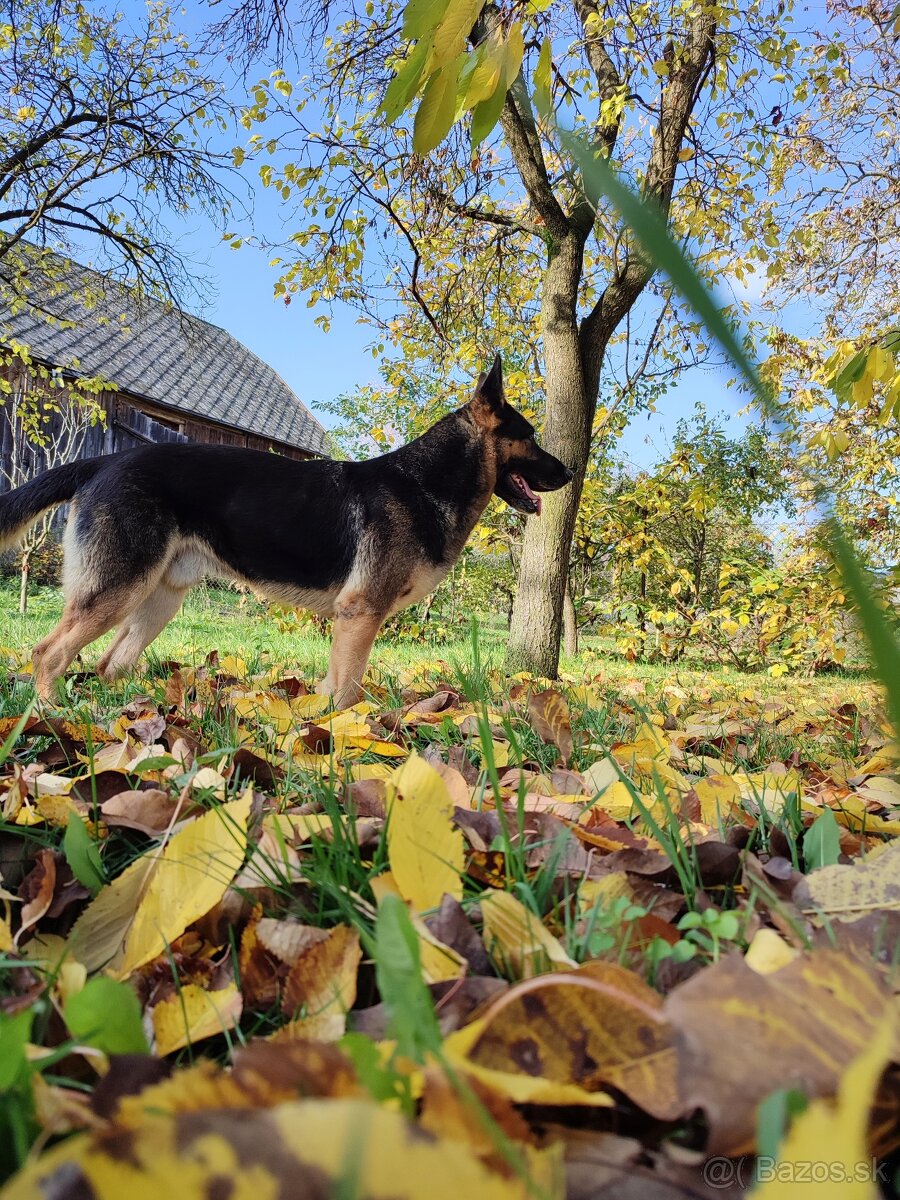 Nemecký Ovčiak 7,5 r. – len do domu so Záhradou