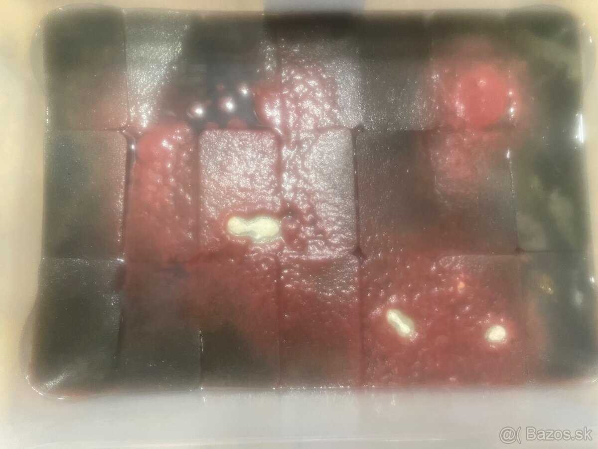 Auloforus (Dero Worms)