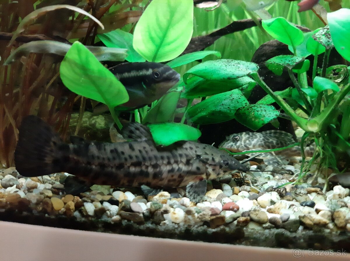 Megalechis thoracata