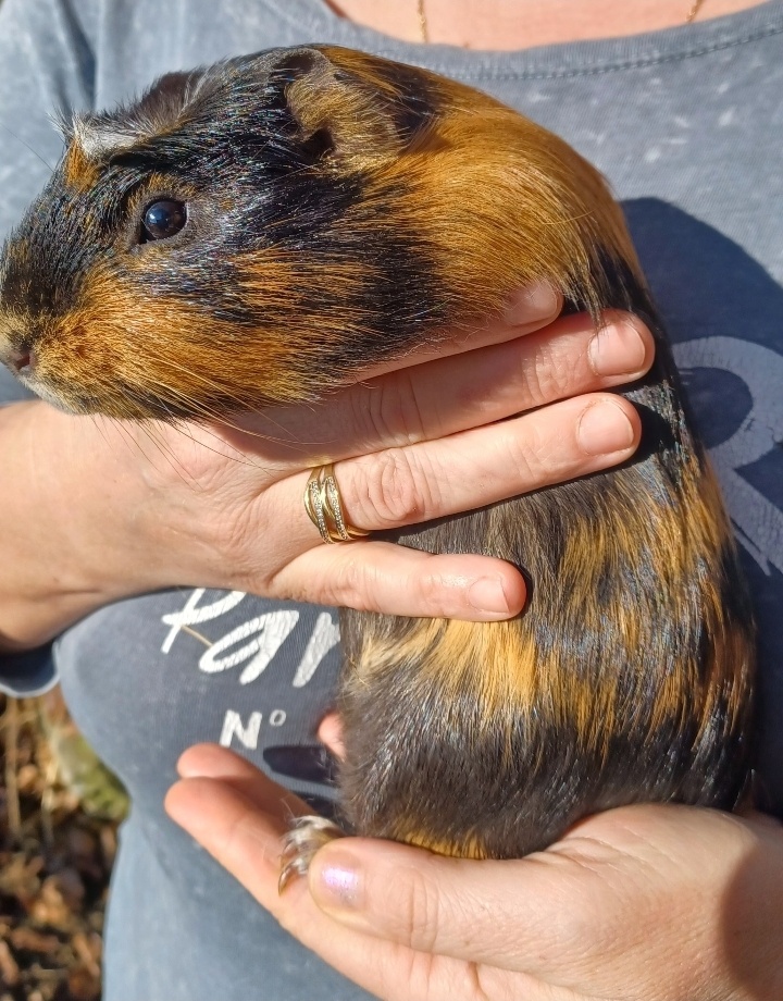 Morča, morské prasiatko,svinka