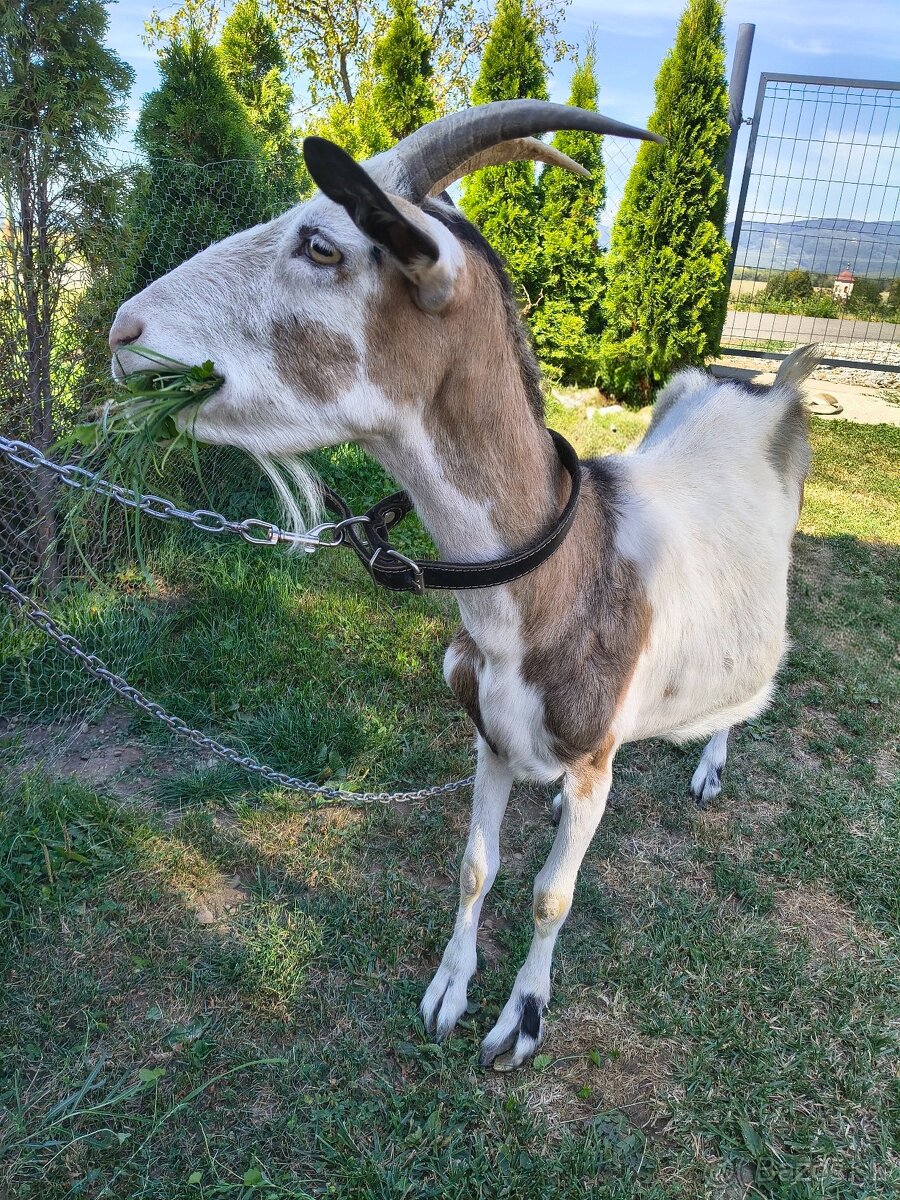 Koza