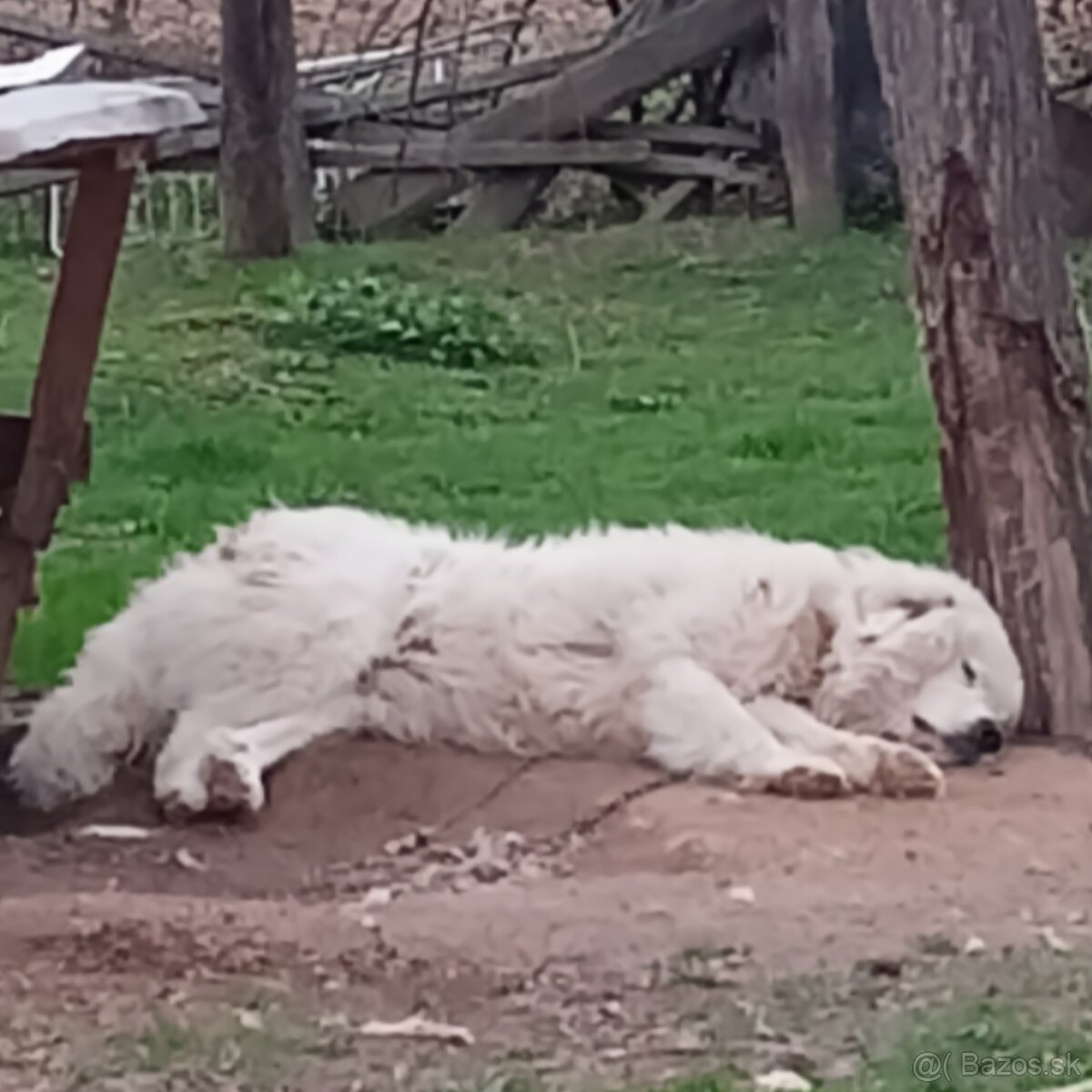 Pyrenejsky horský pes