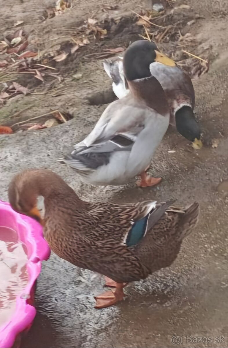 Násadové vajcia ruanské kačice