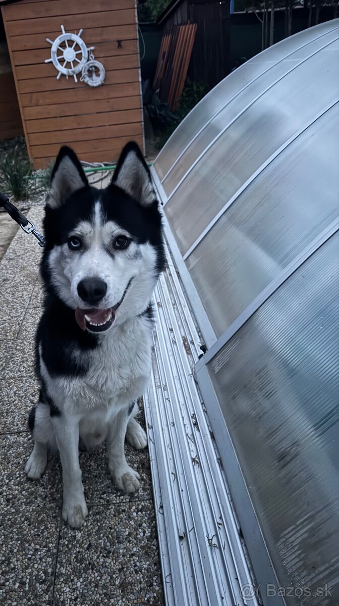 Darujem Husky