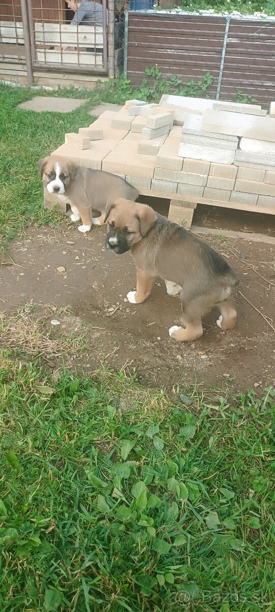 Nemecký boxer