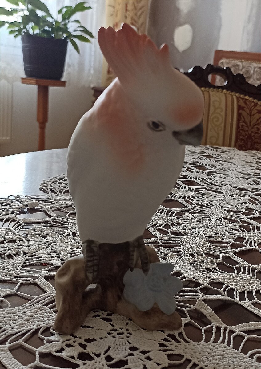 Royal dux - papagaj
