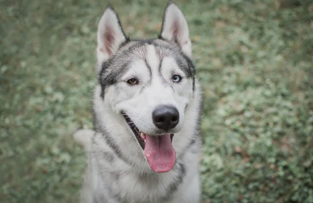 Darujeme Sibírskeho huskyho