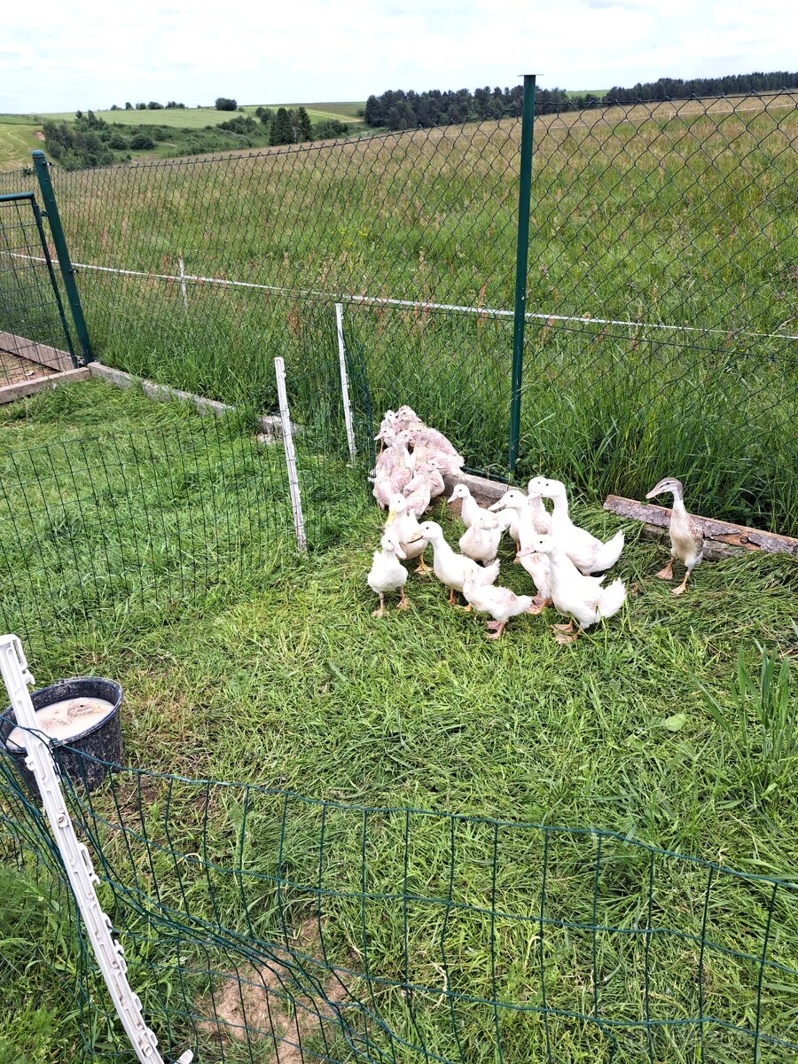 Kačka,kačky,husokačky