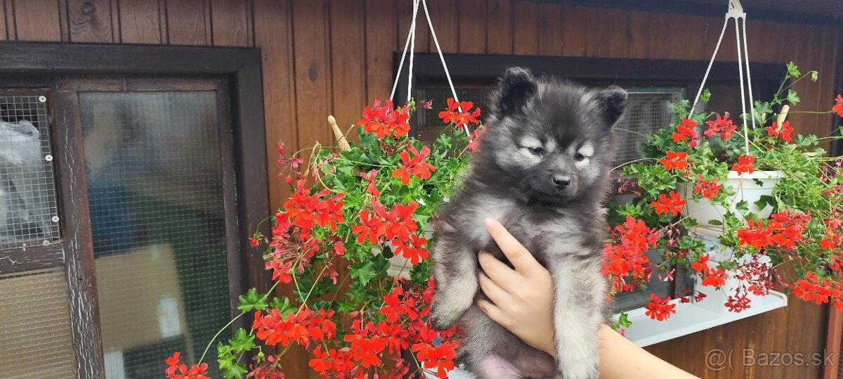 Vlčí špic, predám nádherné šteniatko fenku