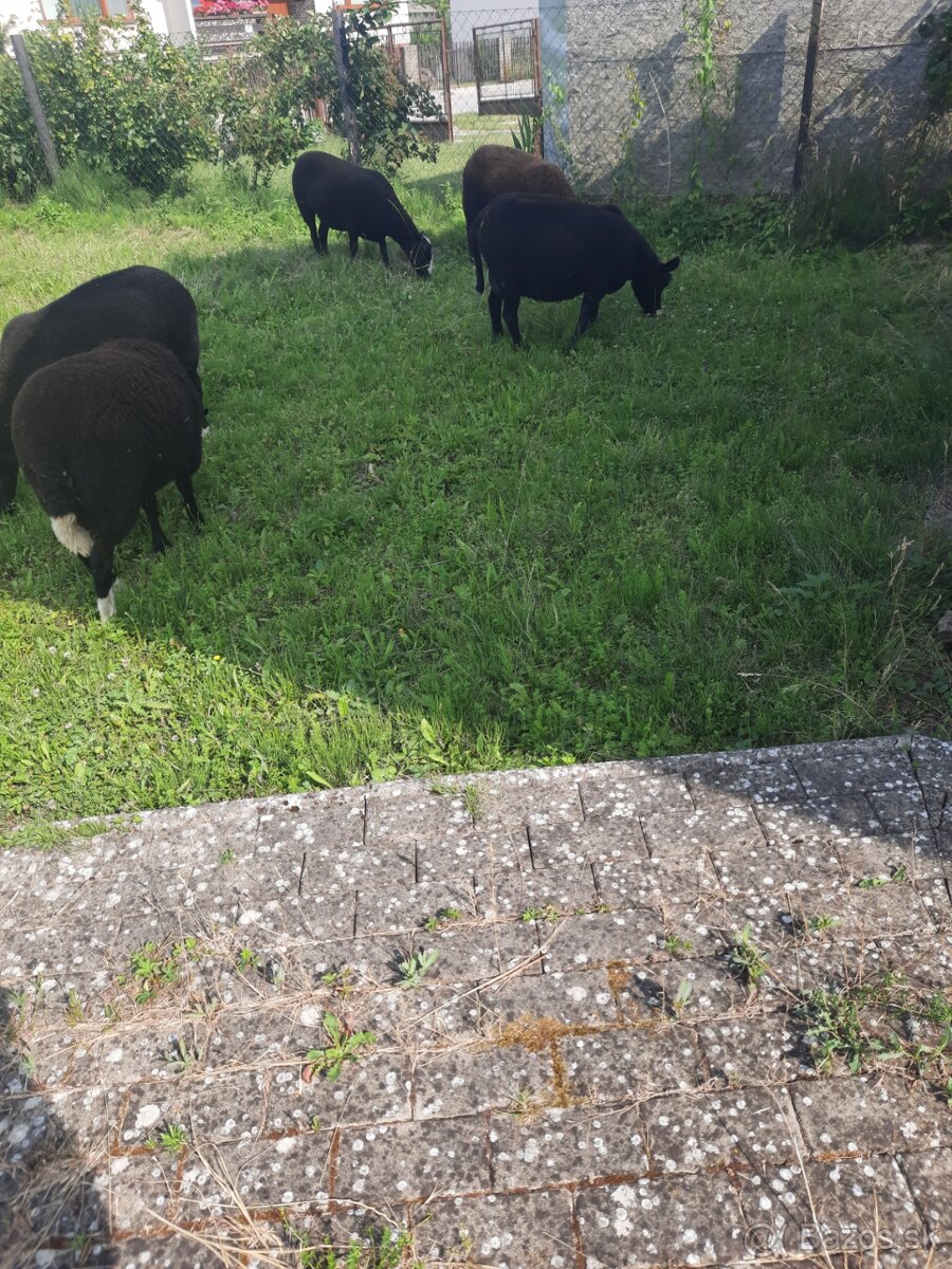 Predám ovce Zwartbles