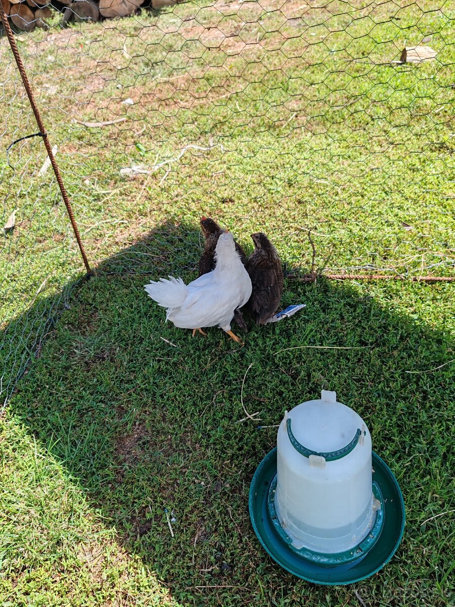 Predám leghorn, vlaška jarabičia