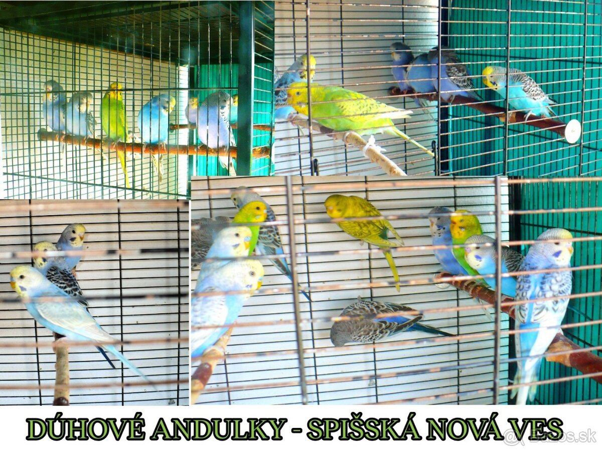 Dúhové andulky