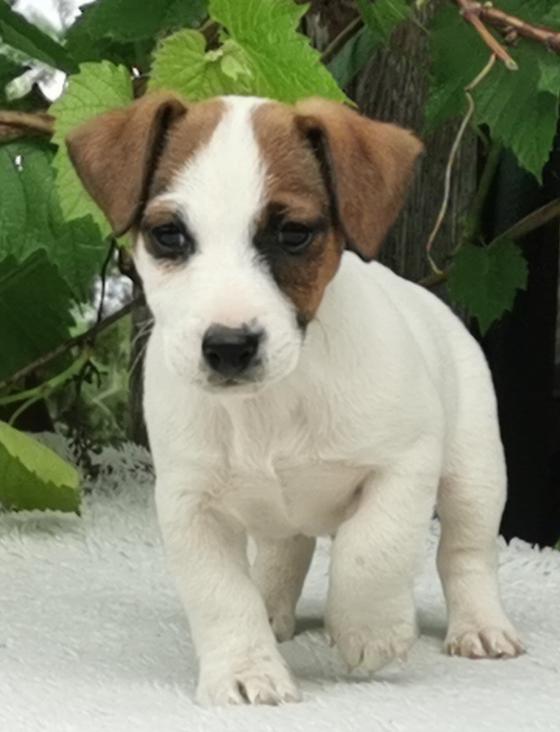 Jack Russel Terier