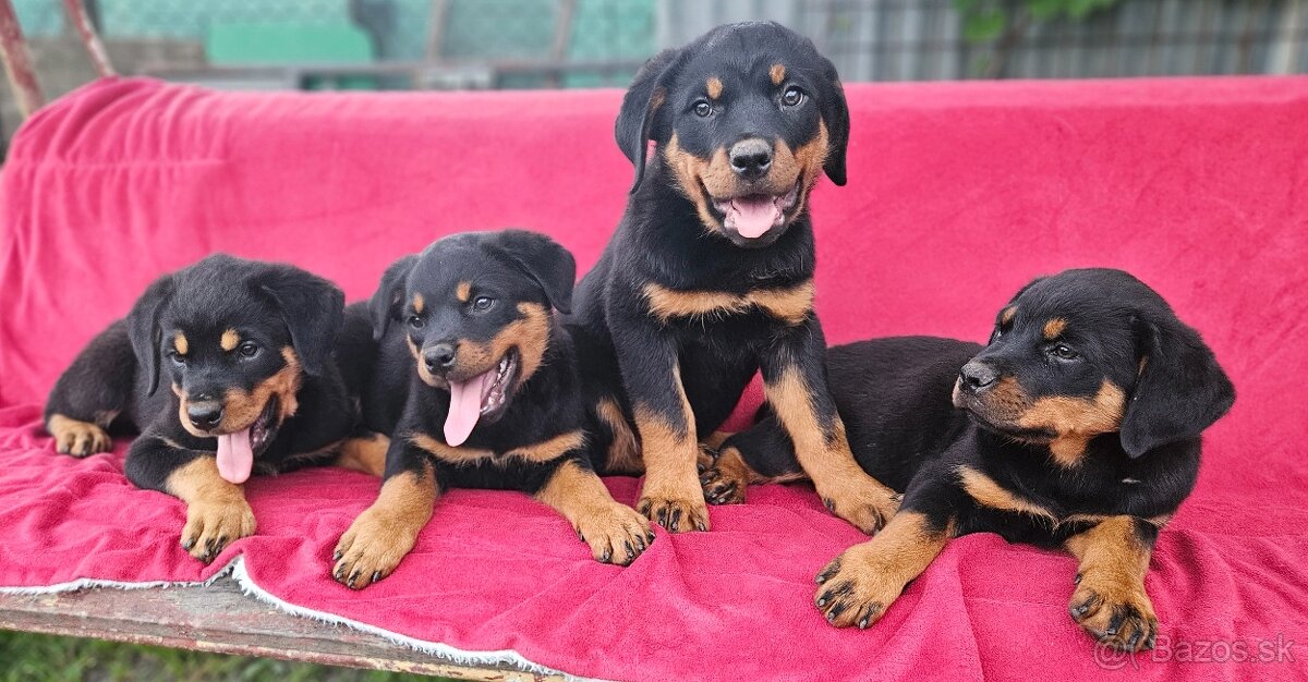 Rotvajler,rotveiler,rotvailer,rotwailer,rotweiler na predaj.