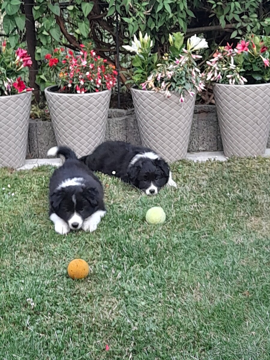 Border Kolia