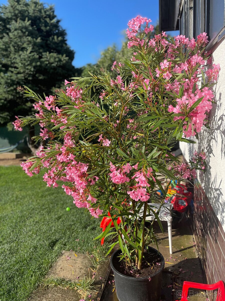 Oleander
