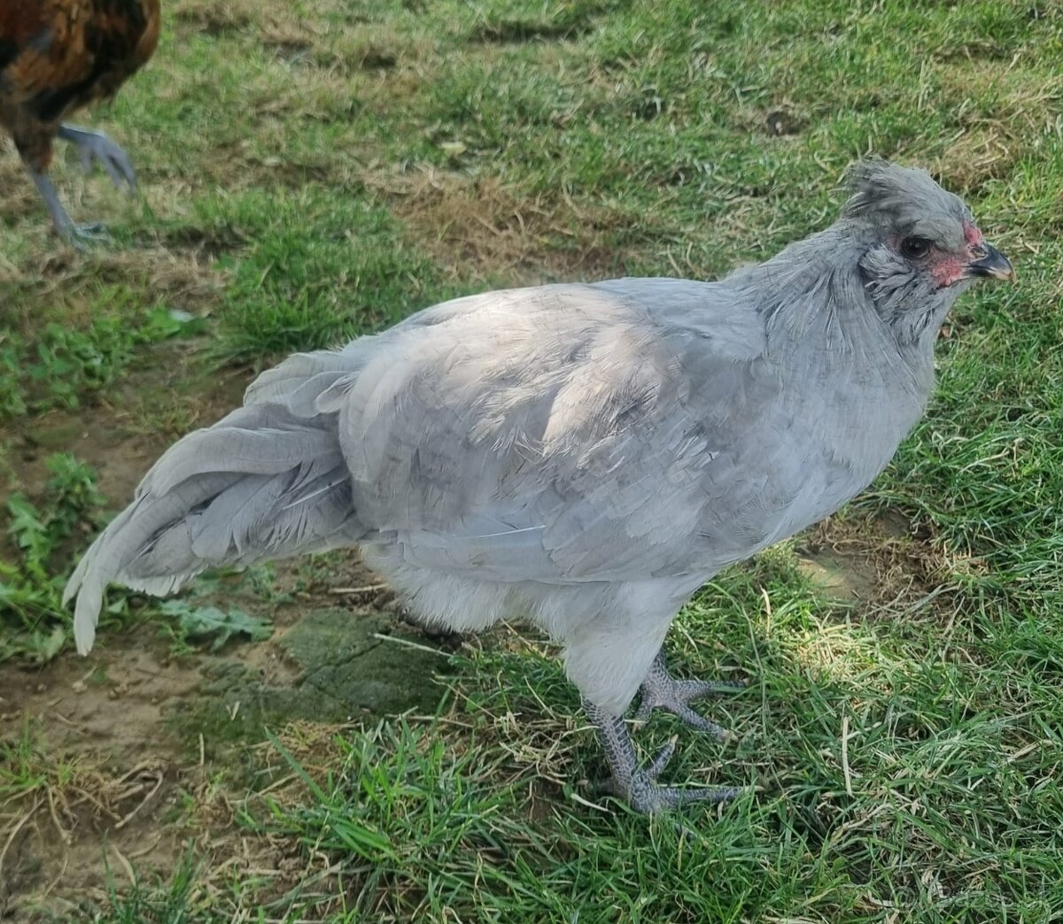 Kohut Araucana Lavender