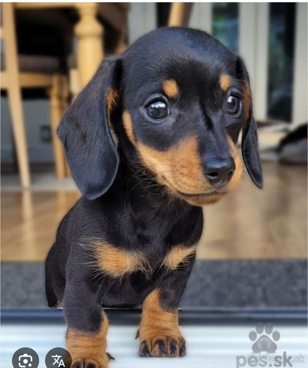 Mini jazvecik