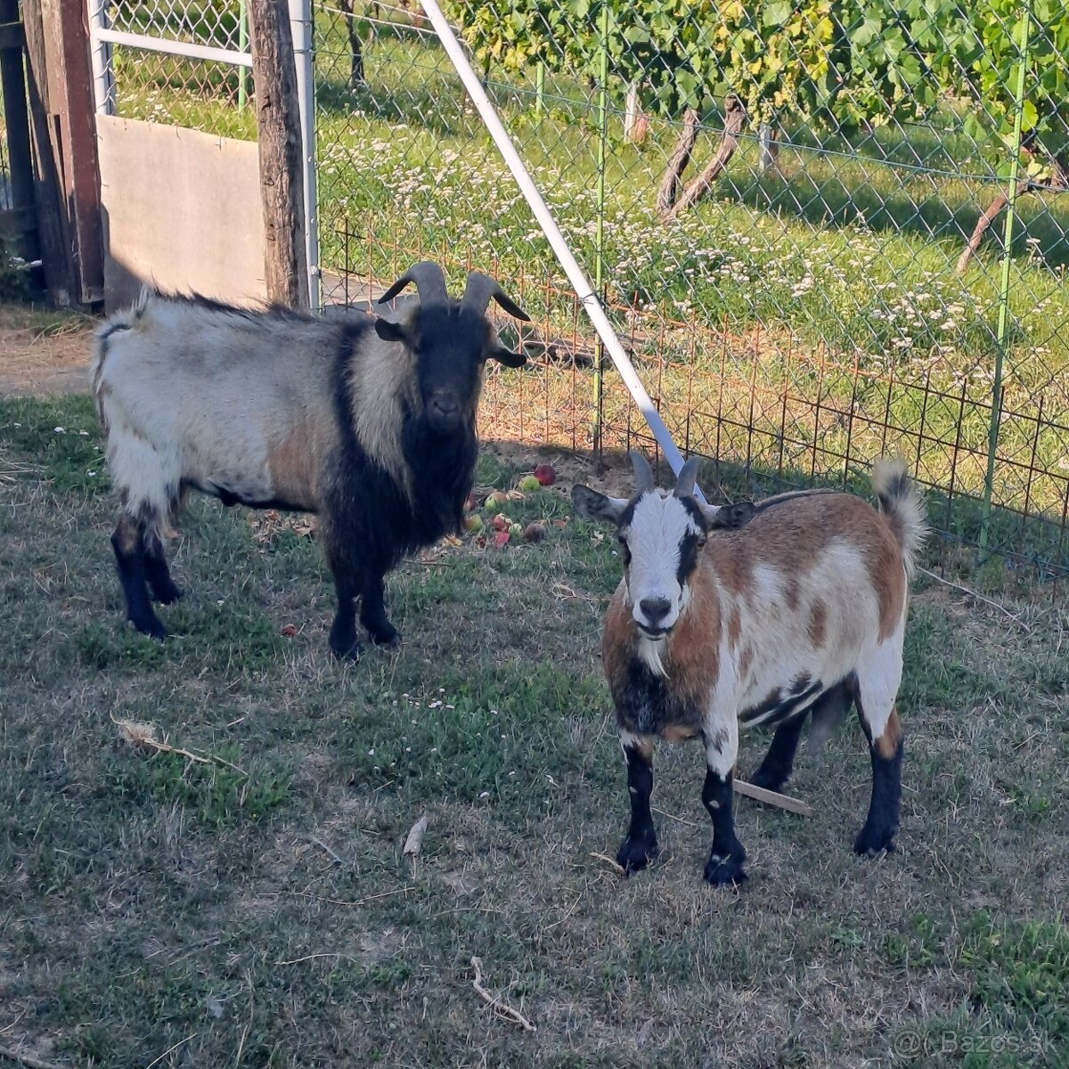 Mini kozy