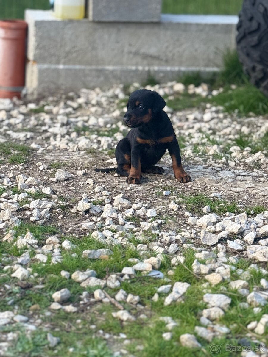 Šteniatka Doberman