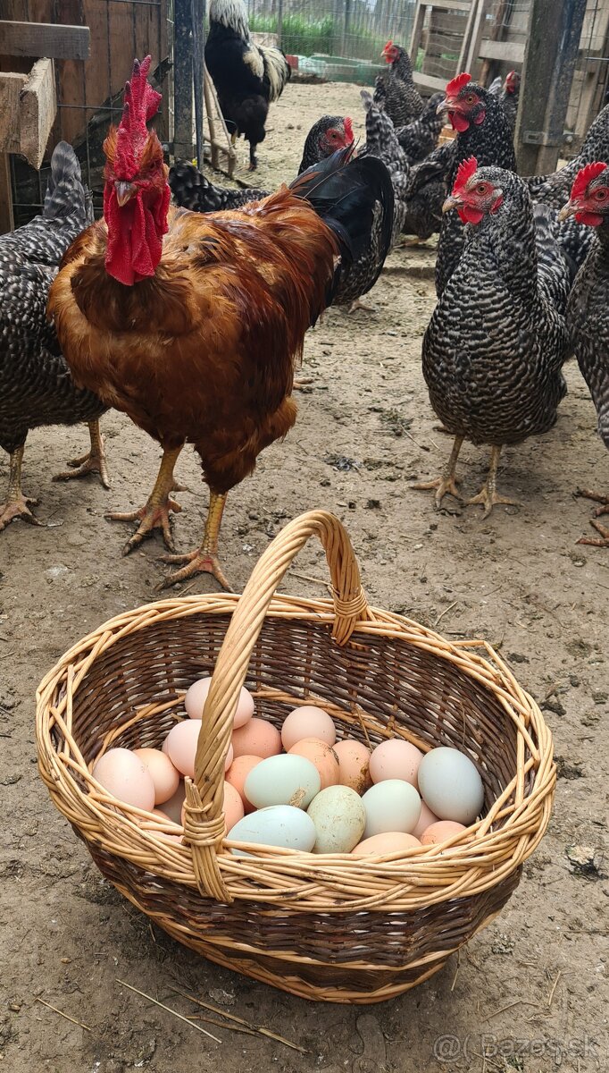 Ponukam nasadove vajicka