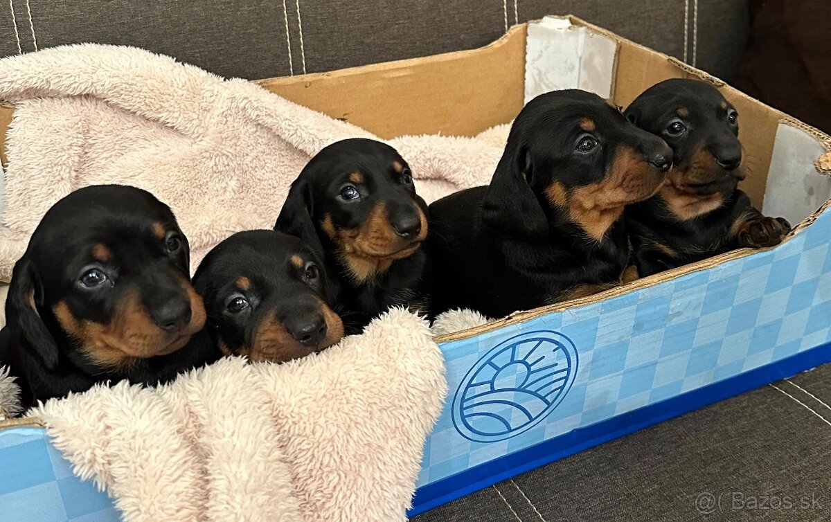 Jazvečík trpasličí