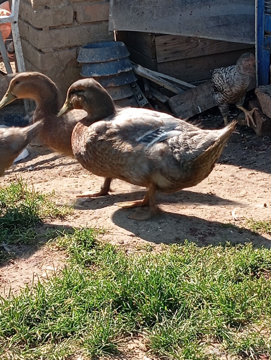 Kačky