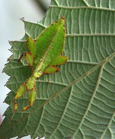 Listovky PSG278 (Phyllium philippinicum) - predám