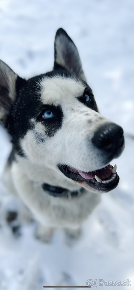 Darujem sibírskeho huskyho