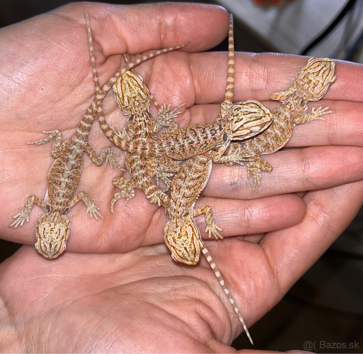 🦎 Agama bradatá / Pogona vitticeps 🦎