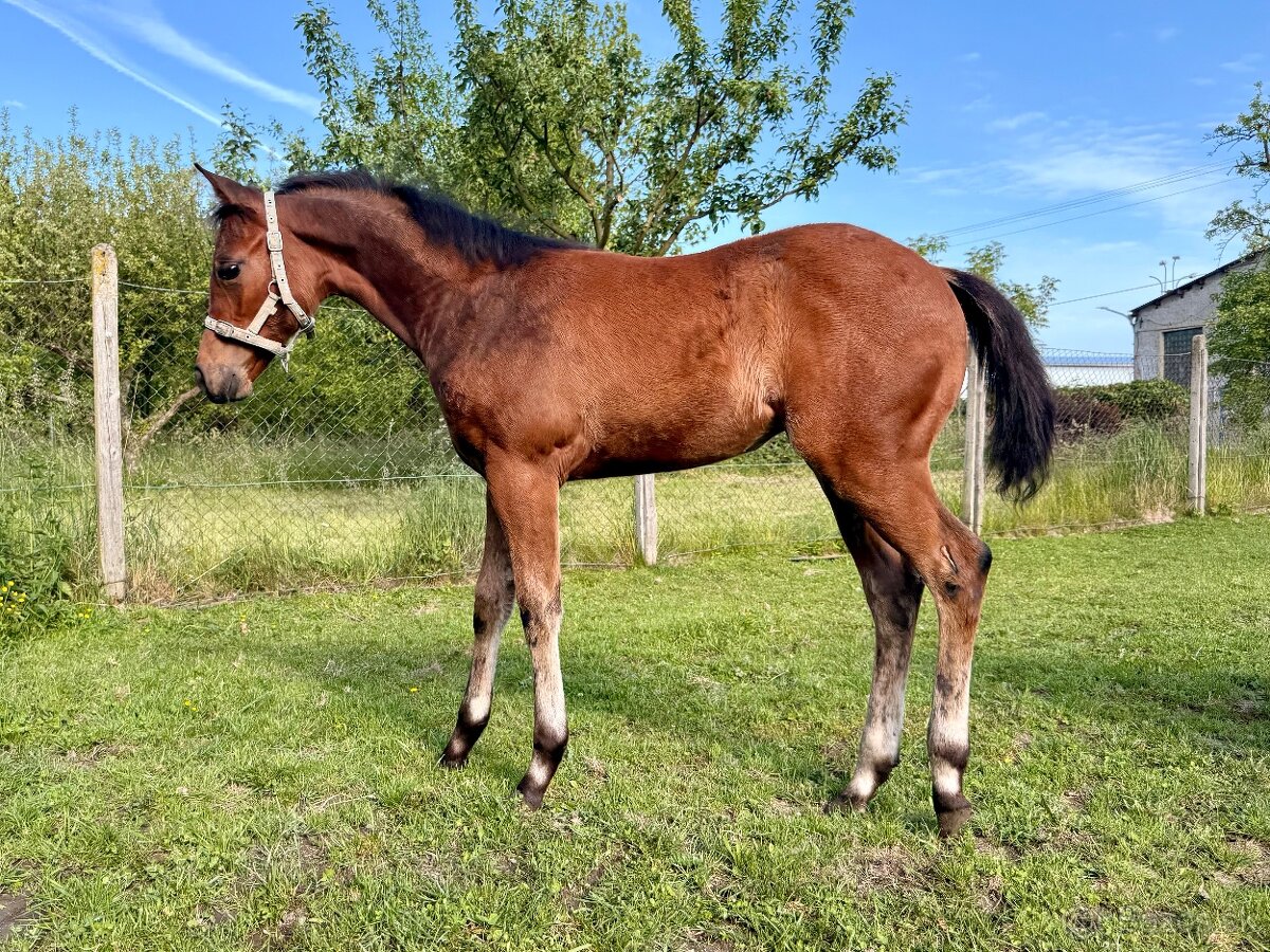 Kobylka Quarter Horse (AQH)