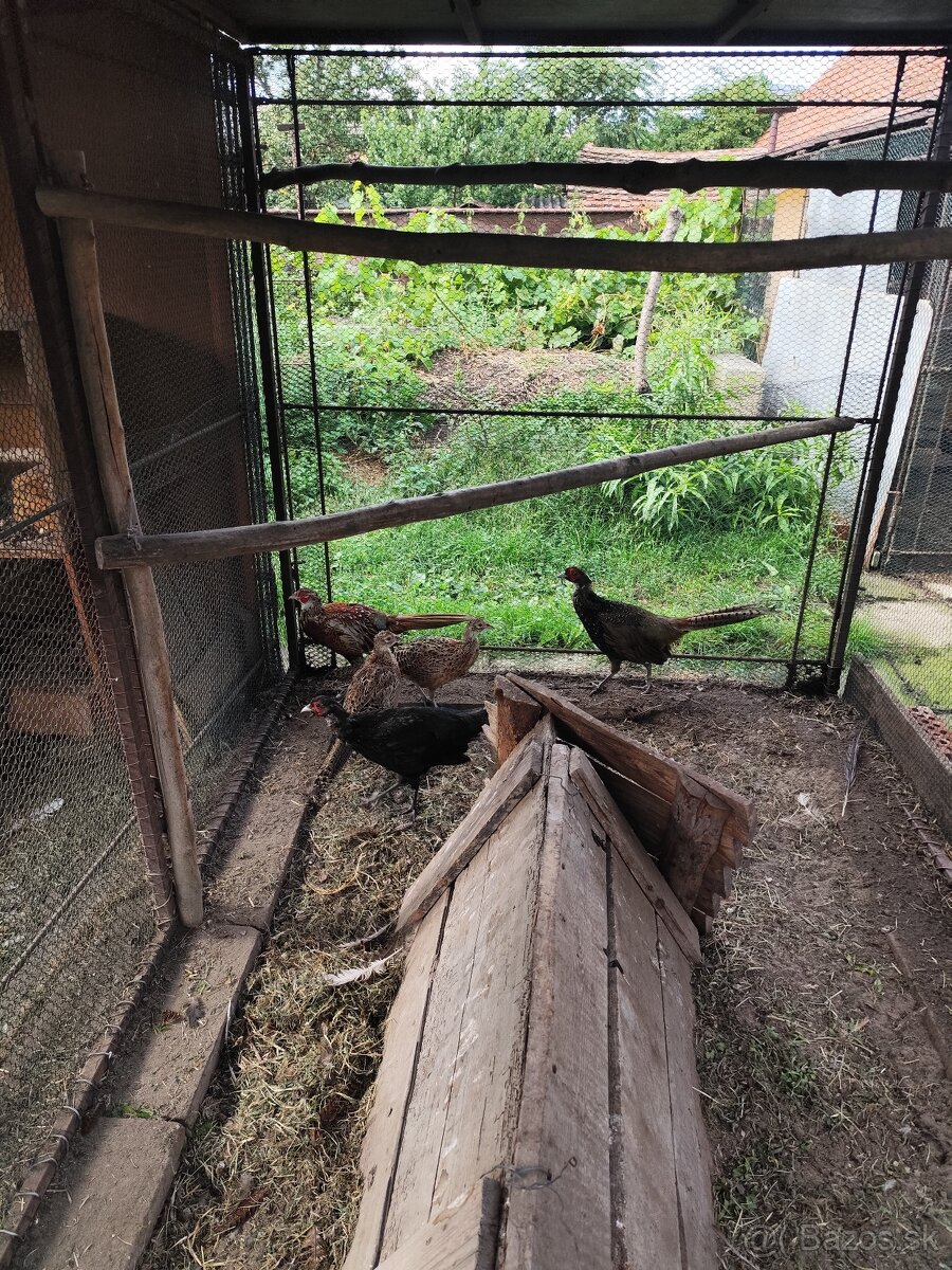 Predám bažantov - SUPER CENA