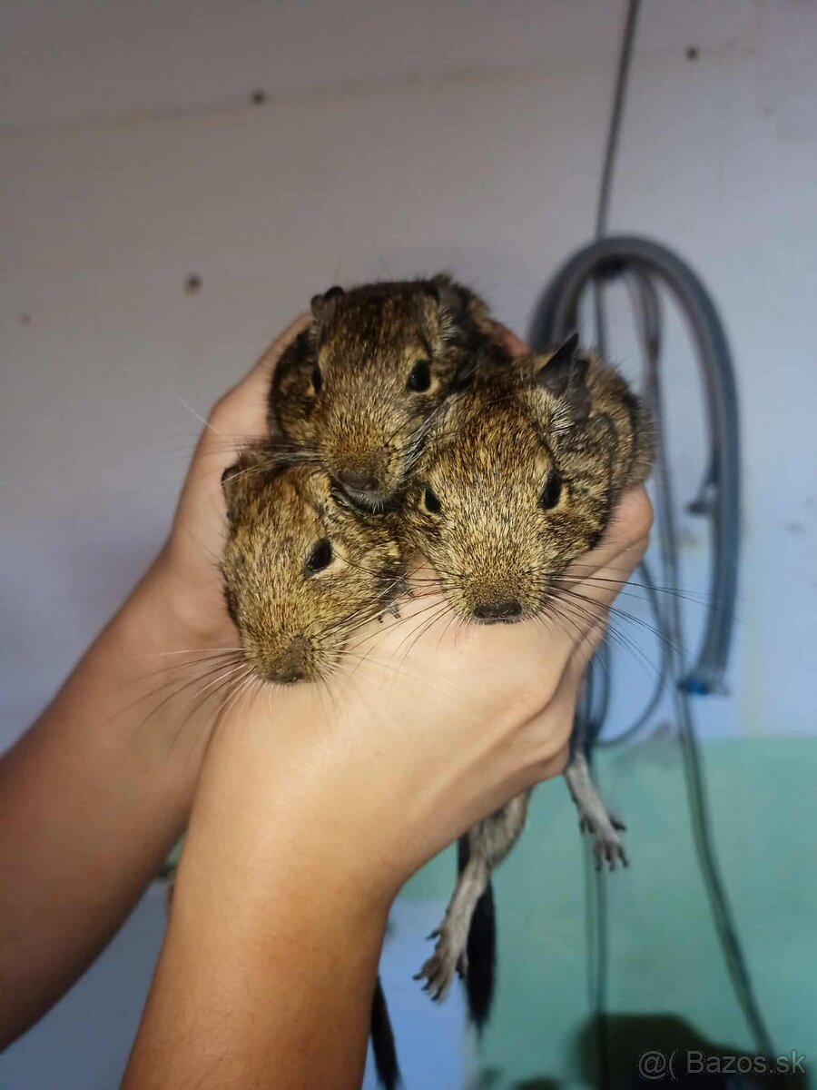 Osmak degu