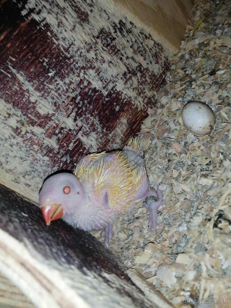 Alexander malý lutino