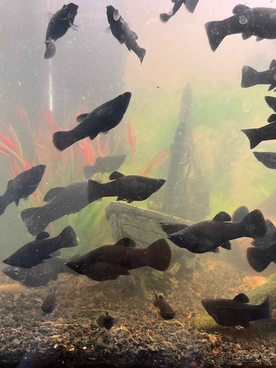 Rybička Black Molly