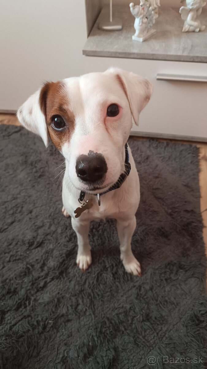 Jack Russel