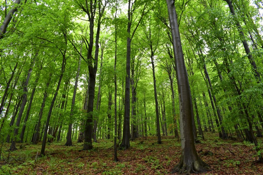 Výnimočná ponuka Lesného pozemku v Nitrianskom Pravne - Solk