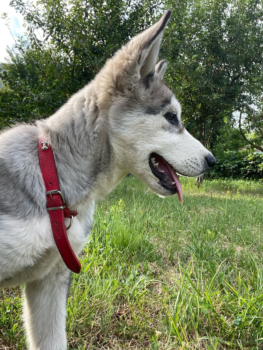 Čistokrvný husky